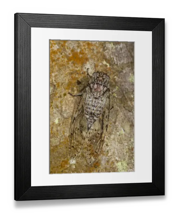 Framed Print : Cicada (Cicadidae) Napo River bordering Yasuni National Park, Amazon Rainforest Framed Print : Cicada (Cicadidae) Napo River bordering Yasuni National Park, Amazon Rainforest
