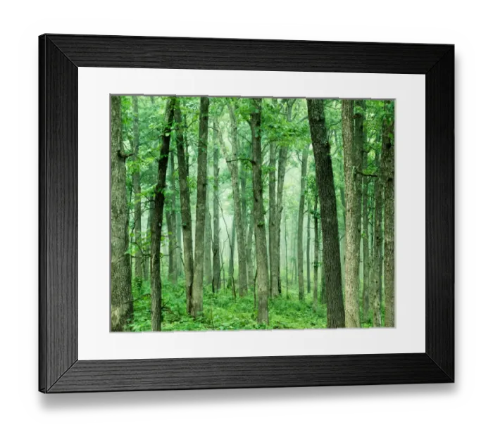 Framed Print : USA, Missouri, Mark Twain National Forest, Oak Forest Framed Print : USA, Missouri, Mark Twain National Forest, Oak Forest