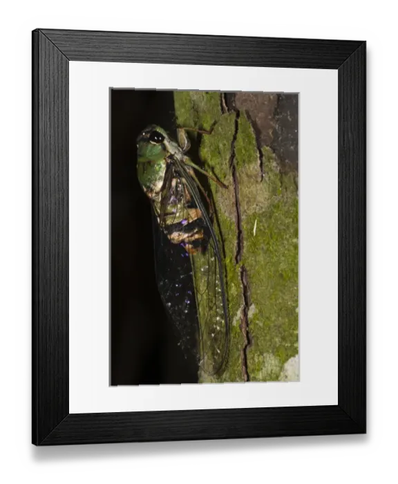 Framed Print : Cicada (Cicadidae) Napo River bordering Yasuni National Park, Amazon Rainforest Framed Print : Cicada (Cicadidae) Napo River bordering Yasuni National Park, Amazon Rainforest