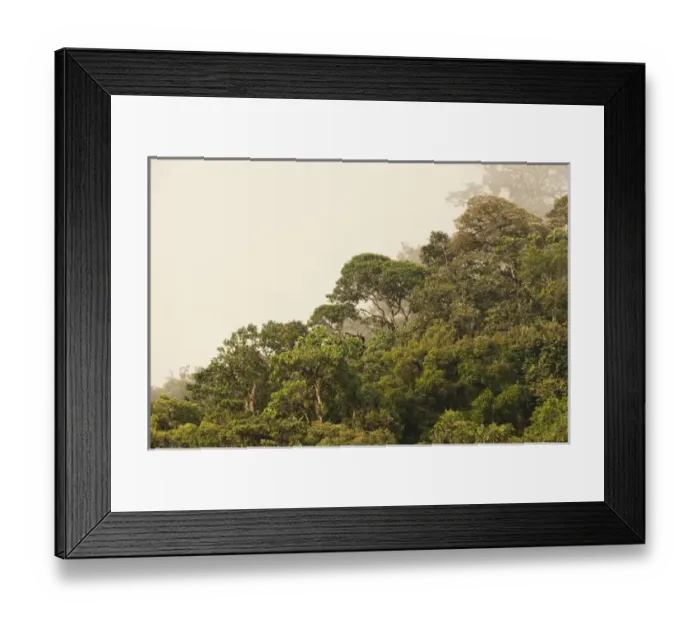 Framed Print : Cloud Forest Canopy Mindo Cloud Forest West slope of Andes ECUADOR