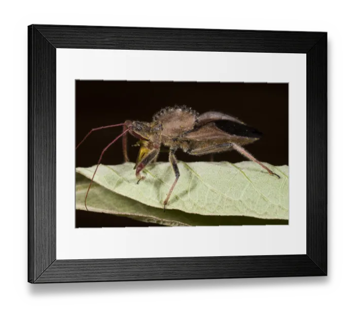 Framed Print : Cog-wheel Assasin Bug (Arilus carinatus) Mindo Cloud Forest West slope of Andes
