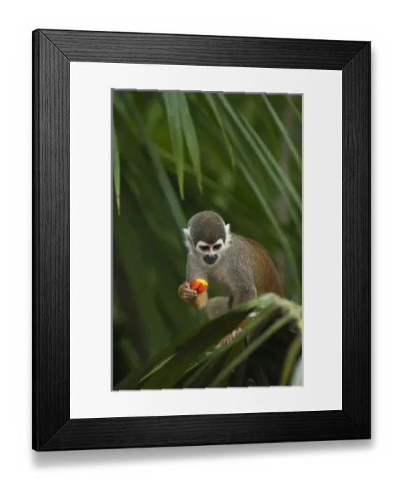 Framed Print : Common Squirrel Monkey (Saimiri sciureus) CAPTIVE Amazon Rain Forest. ECUADOR Framed Print : Common Squirrel Monkey (Saimiri sciureus) CAPTIVE Amazon Rain Forest. ECUADOR