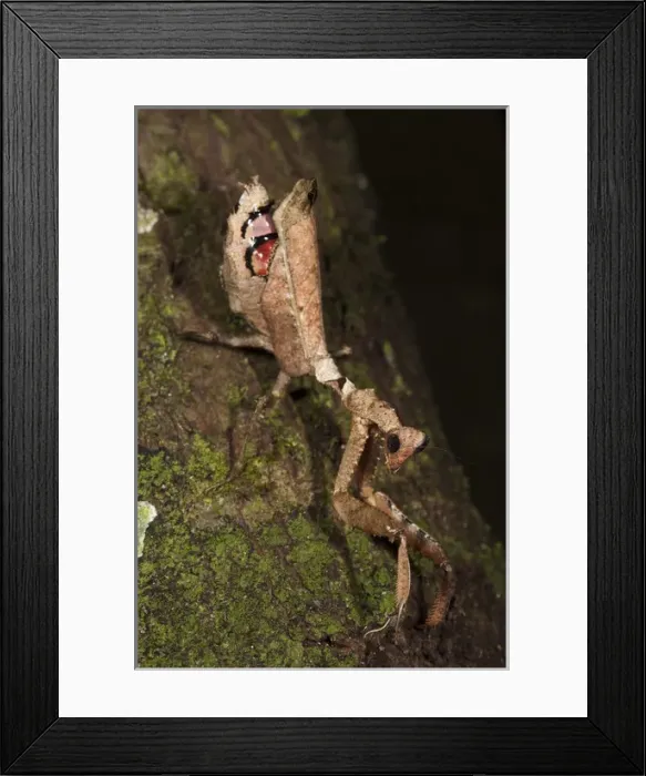 Framed Print : Dead-leaf Mantid (Acanthops sp. (falcataria?) Napo River bordering Yasuni National Park Framed Print : Dead-leaf Mantid (Acanthops sp. (falcataria?) Napo River bordering Yasuni National Park