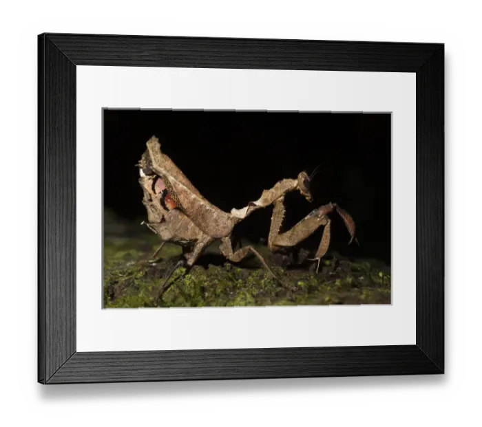 Framed Print : Dead-leaf Mantid (Acanthops sp. (falcataria?) Napo River bordering Yasuni National Park