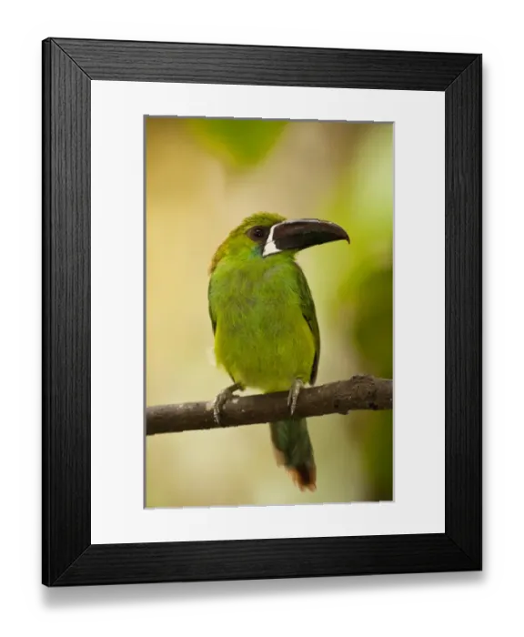 Framed Print : Crimson-rumped Toucanet (Aulacorhynchus haematopygus) Mindo Cloud Forest Framed Print : Crimson-rumped Toucanet (Aulacorhynchus haematopygus) Mindo Cloud Forest