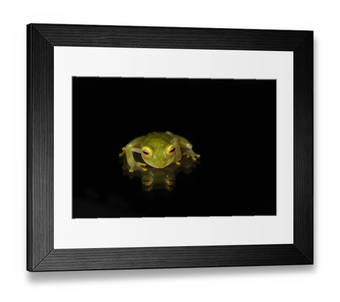 Framed Print : Fleischmanns Glass Frog(Hyalinobatrachium fleischmanni) CAPTIVE Framed Print : Fleischmanns Glass Frog(Hyalinobatrachium fleischmanni) CAPTIVE