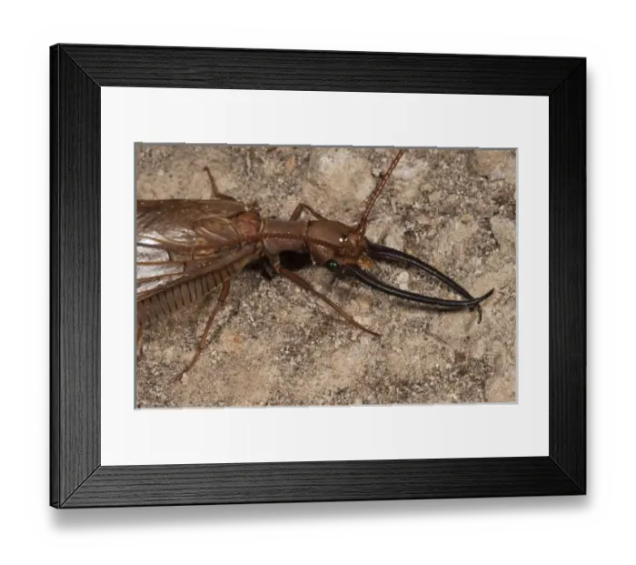 Framed Print : Dobsonfly or King Bug (Corydalus sp) Mindo Cloud Forest West slope of Andes Framed Print : Dobsonfly or King Bug (Corydalus sp) Mindo Cloud Forest West slope of Andes