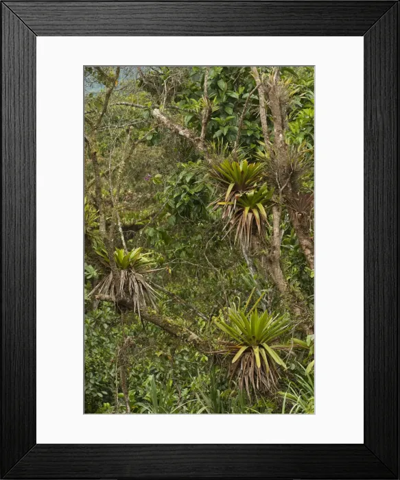 Framed Print : Epiphytic Bromeliads Mindo Cloud Forest West slope of Andes Framed Print : Epiphytic Bromeliads Mindo Cloud Forest West slope of Andes