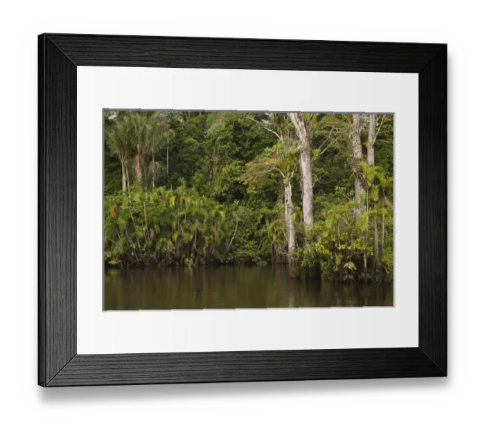 Framed Print : Flooded Igapo forest. Cocaya River. Eastern Amazon Rain Forest. Border of PERU &ECUADOR Framed Print : Flooded Igapo forest. Cocaya River. Eastern Amazon Rain Forest. Border of PERU &ECUADOR