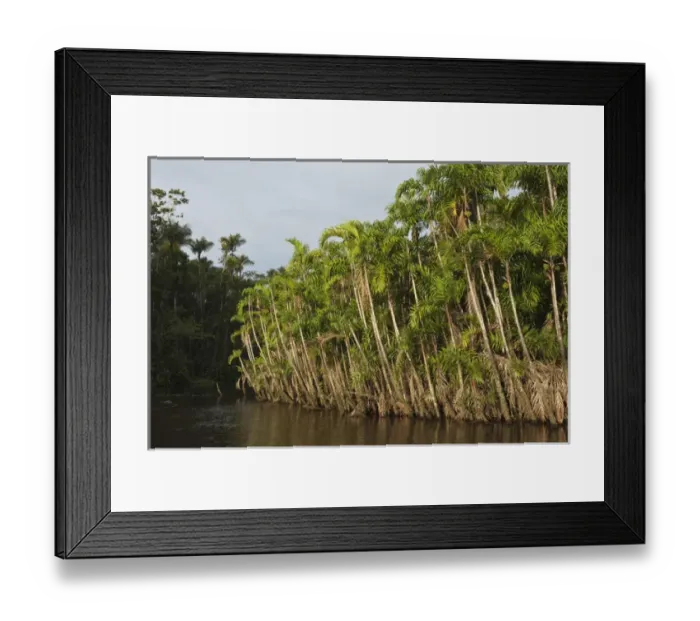 Framed Print : Flooded Igapo forest. Cocaya River. Eastern Amazon Rain Forest. Border of PERU &ECUADOR Framed Print : Flooded Igapo forest. Cocaya River. Eastern Amazon Rain Forest. Border of PERU &ECUADOR