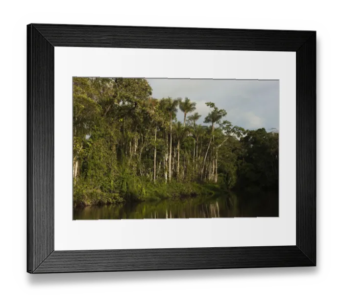 Framed Print : Flooded Igapo forest. Cocaya River. Eastern Amazon Rain Forest. Border of PERU &ECUADOR Framed Print : Flooded Igapo forest. Cocaya River. Eastern Amazon Rain Forest. Border of PERU &ECUADOR