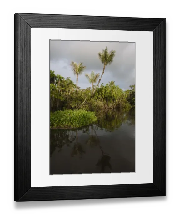 Framed Print : Flooded Igapo forest. Cocaya River. Eastern Amazon Rain Forest. Border of PERU &ECUADOR Framed Print : Flooded Igapo forest. Cocaya River. Eastern Amazon Rain Forest. Border of PERU &ECUADOR