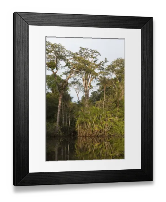 Framed Print : Flooded Igapo forest. Cocaya River. Eastern Amazon Rain Forest. Border of PERU &ECUADOR Framed Print : Flooded Igapo forest. Cocaya River. Eastern Amazon Rain Forest. Border of PERU &ECUADOR