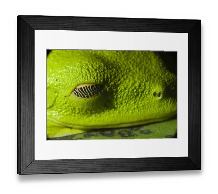 Framed Print : Gliding Treefrog (Agalychnis spurrelli) CAPTIVE Choco Region of NW ECUADOR. South Framed Print : Gliding Treefrog (Agalychnis spurrelli) CAPTIVE Choco Region of NW ECUADOR. South