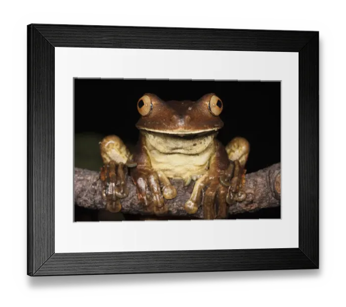 Framed Print : Gladiator Frog (Hypsiboas boans) CAPTIVE Choco Region of northwest Ecuador Framed Print : Gladiator Frog (Hypsiboas boans) CAPTIVE Choco Region of northwest Ecuador