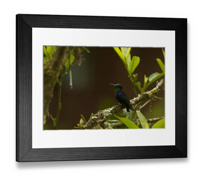Framed Print : Green-crowned Woodnymph (Thalurania fannyi) Mindo Cloud Forest Framed Print : Green-crowned Woodnymph (Thalurania fannyi) Mindo Cloud Forest