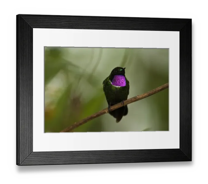 Framed Print : Gorgeted Sunangel (Heliangelus strophianus) Mindo Cloud Forest Framed Print : Gorgeted Sunangel (Heliangelus strophianus) Mindo Cloud Forest