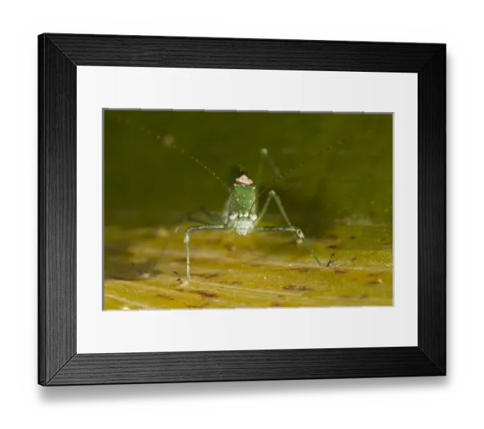 Framed Print : Green Katydid (Conocephalinae) Mindo Cloud Forest West slope of Andes Framed Print : Green Katydid (Conocephalinae) Mindo Cloud Forest West slope of Andes