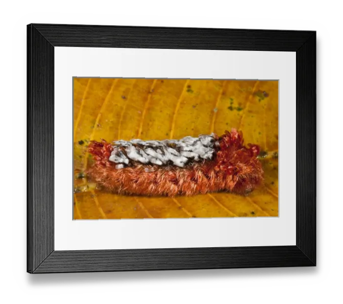 Framed Print : Hairy Caterpillar exhibiting warning colors due to the fact that it has severe erticating