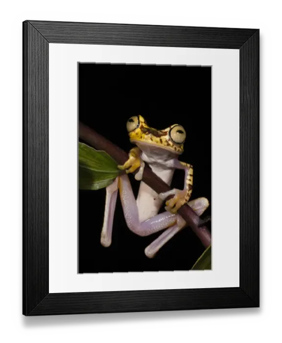 Framed Print : Imbabura Treefrog (Hypsiboas picturatus) CAPTIVE Choco Region of NW ECUADOR. South Framed Print : Imbabura Treefrog (Hypsiboas picturatus) CAPTIVE Choco Region of NW ECUADOR. South