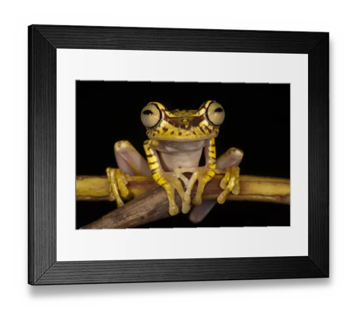 Framed Print : Imbabura Treefrog (Hypsiboas picturatus) CAPTIVE Choco Region of NW ECUADOR. South Framed Print : Imbabura Treefrog (Hypsiboas picturatus) CAPTIVE Choco Region of NW ECUADOR. South
