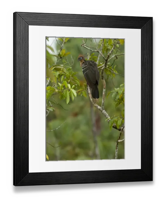 Framed Print : Hoatzin (Opisthocomus hoazin) Napo River bordering Yasuni National Park, Amazon Framed Print : Hoatzin (Opisthocomus hoazin) Napo River bordering Yasuni National Park, Amazon