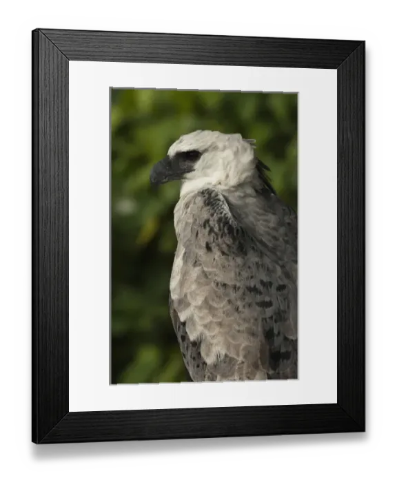 Framed Print : Harpy Eagle (Harpia harpyja). CAPTIVE. Gabaro Huaorani Indian Community. Yasuni National Park Framed Print : Harpy Eagle (Harpia harpyja). CAPTIVE. Gabaro Huaorani Indian Community. Yasuni National Park