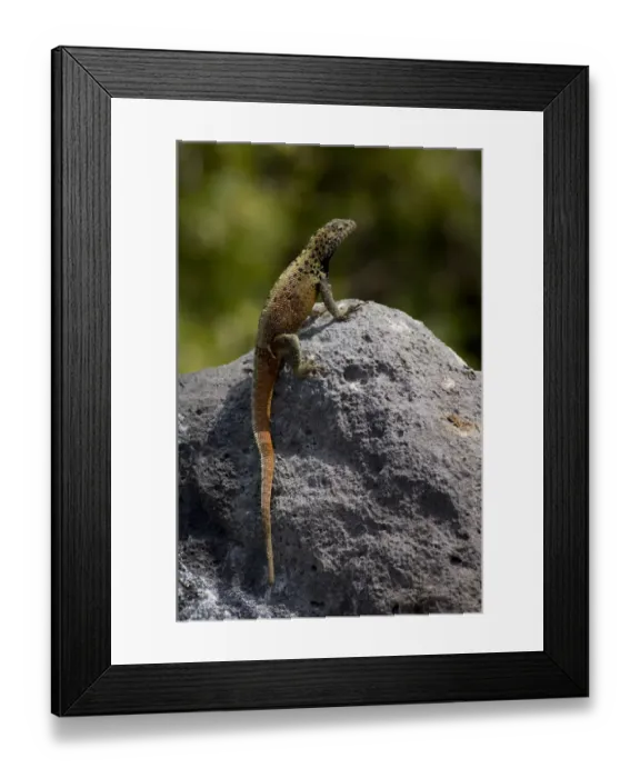 Framed Print : South America, Ecuador, Galapagos. Espanoloa (aka Hood), Punta Suarez. Lava Lizard (WILD Framed Print : South America, Ecuador, Galapagos. Espanoloa (aka Hood), Punta Suarez. Lava Lizard (WILD