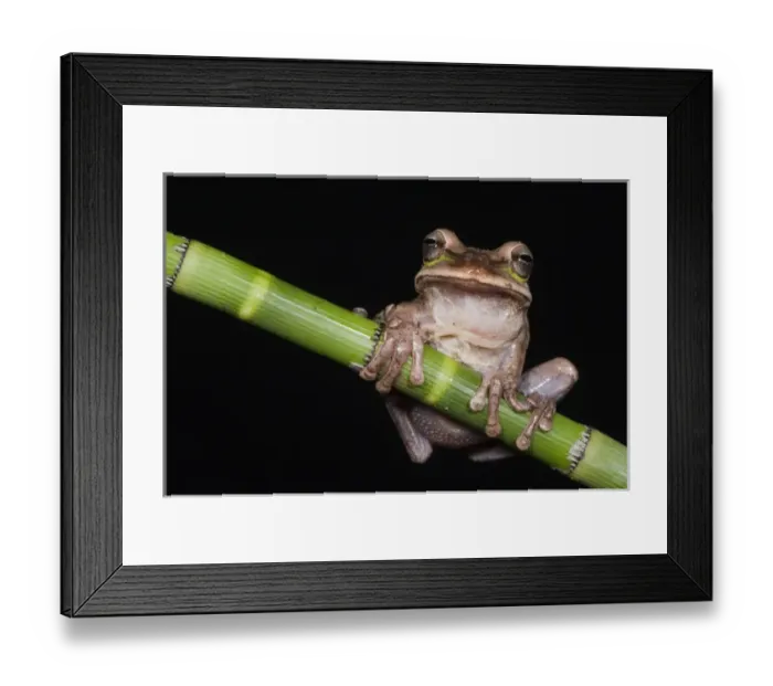 Framed Print : Masked Treefrog (Smilisca phaeota) CAPTIVE Choco Region of NW ECUADOR. South America Framed Print : Masked Treefrog (Smilisca phaeota) CAPTIVE Choco Region of NW ECUADOR. South America