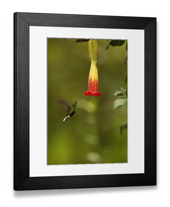 Framed Print : Mountain Velvetbreast (Lafresnaya lafresnayi) Guango Cloud Forest Framed Print : Mountain Velvetbreast (Lafresnaya lafresnayi) Guango Cloud Forest
