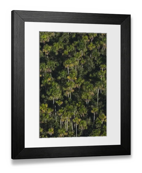 Framed Print : Palm forest in Cuyabeno Reserve. Cuyabeno contains large tracts of permanently flooded forest Framed Print : Palm forest in Cuyabeno Reserve. Cuyabeno contains large tracts of permanently flooded forest