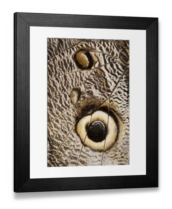 Framed Print : Owl Butterfly (Caligo sp. ) Mindo Cloud Forest West slope of Andes