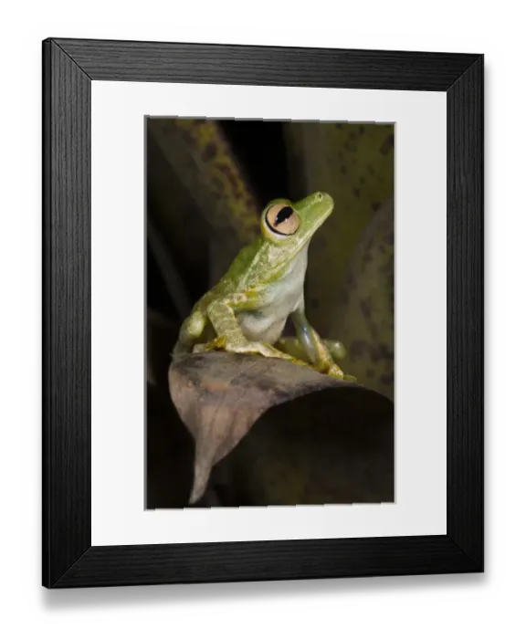 Framed Print : Palmar Treefrog (Hypsiboas pellucens) CAPTIVE Choco Region of NW ECUADOR. South Framed Print : Palmar Treefrog (Hypsiboas pellucens) CAPTIVE Choco Region of NW ECUADOR. South