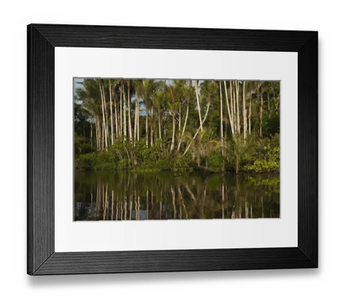 Framed Print : Palm trees (Bactris sp. ) in flooded Igapo forest. Cocaya River. Eastern Amazon Rain Forest Framed Print : Palm trees (Bactris sp. ) in flooded Igapo forest. Cocaya River. Eastern Amazon Rain Forest