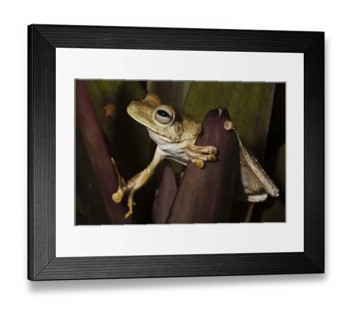 Framed Print : Rosenbergs Gladiator Treefrog (Hypsiboas rosenbergi) CAPTIVE Choco Region of NW ECUADOR Framed Print : Rosenbergs Gladiator Treefrog (Hypsiboas rosenbergi) CAPTIVE Choco Region of NW ECUADOR