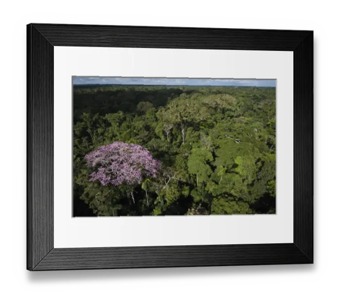Framed Print : Rainforest Canopy with emergent flowering tree in Yasuni National Park