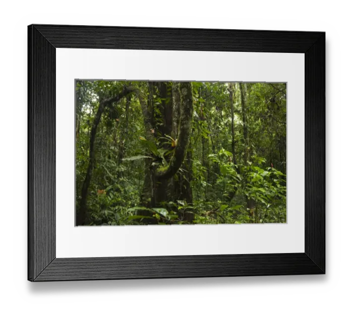 Framed Print : Rain Forest Understory Cocaya River. Eastern Amazon Rain Forest. Border of PERU &ECUADOR Framed Print : Rain Forest Understory Cocaya River. Eastern Amazon Rain Forest. Border of PERU &ECUADOR