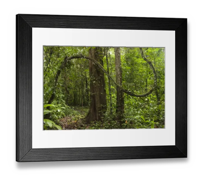 Framed Print : Rain Forest Understory Cocaya River. Eastern Amazon Rain Forest. Border of PERU &ECUADOR Framed Print : Rain Forest Understory Cocaya River. Eastern Amazon Rain Forest. Border of PERU &ECUADOR