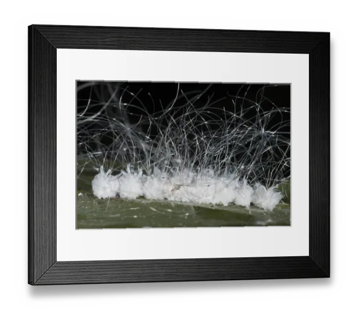 Framed Print : Scale Insects (Coccoidea) Napo River bordering Yasuni National Park, Amazon Rainforest Framed Print : Scale Insects (Coccoidea) Napo River bordering Yasuni National Park, Amazon Rainforest
