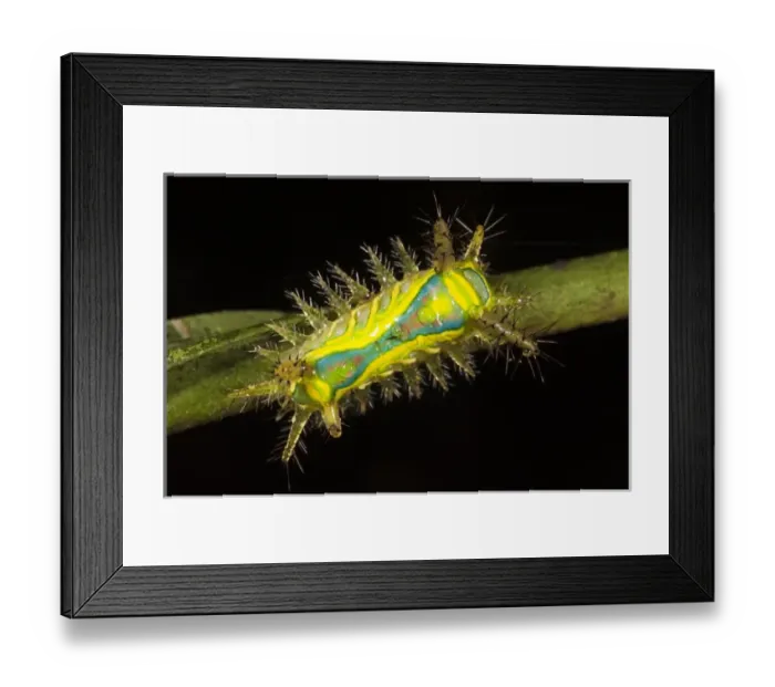 Framed Print : Shag Moth Caterpillar (Limacodidae) Napo River bordering Yasuni National Park Framed Print : Shag Moth Caterpillar (Limacodidae) Napo River bordering Yasuni National Park