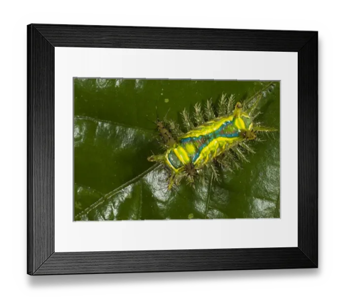 Framed Print : Shag Moth Caterpillar (Limacodidae) Napo River bordering Yasuni National Park Framed Print : Shag Moth Caterpillar (Limacodidae) Napo River bordering Yasuni National Park