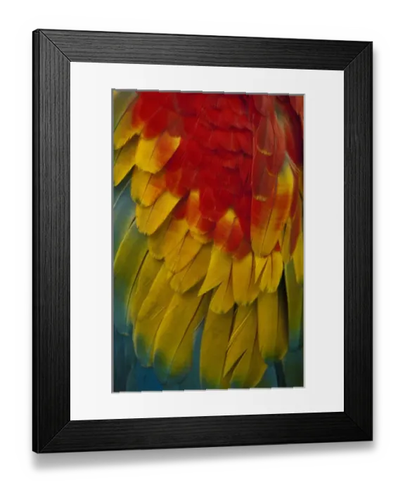 Framed Print : Scarlet Macaw (Ara macao) CAPTIVE. Gabaro Huaorani Indian community. Yasuni National Park Framed Print : Scarlet Macaw (Ara macao) CAPTIVE. Gabaro Huaorani Indian community. Yasuni National Park