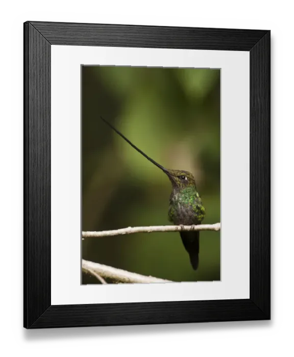 Framed Print : Sword-billed Hummingbird (Ensifera ensifera) The only species of bird to have Framed Print : Sword-billed Hummingbird (Ensifera ensifera) The only species of bird to have