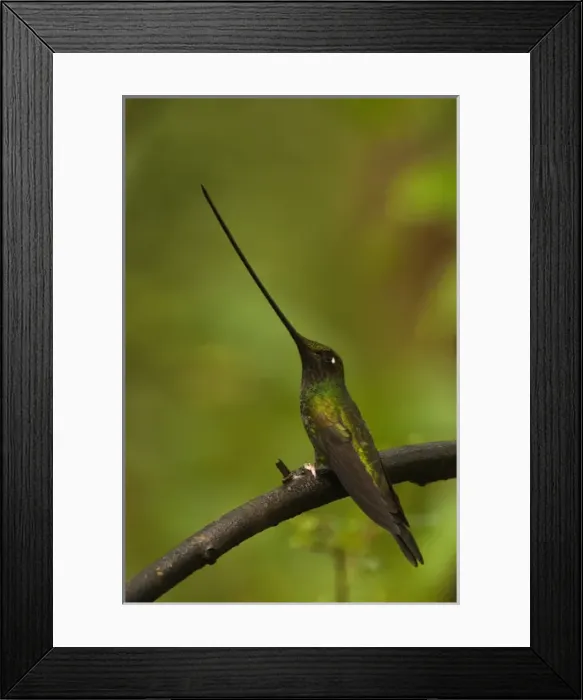 Framed Print : Sword-billed Hummingbird (Ensifera ensifera) The only species of bird to have Framed Print : Sword-billed Hummingbird (Ensifera ensifera) The only species of bird to have