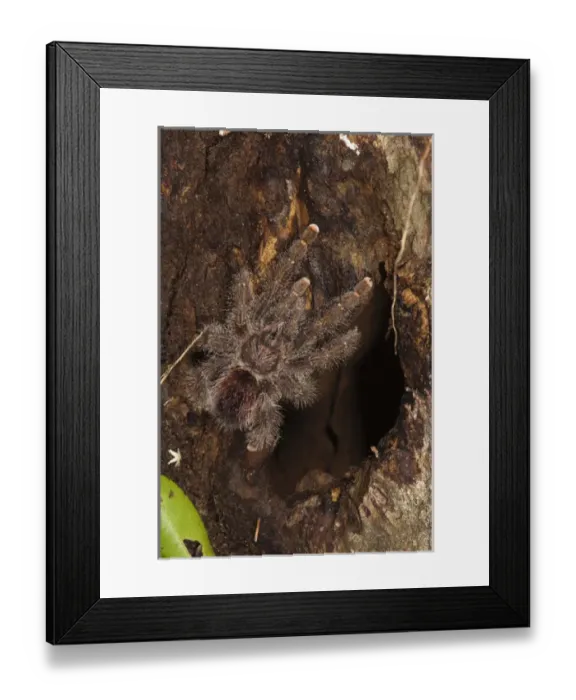 Framed Print : Tarantula (Theraphosidae) Napo River bordering Yasuni National Park, Amazon Rainforest Framed Print : Tarantula (Theraphosidae) Napo River bordering Yasuni National Park, Amazon Rainforest