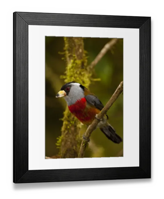 Framed Print : Toucan Barbet (Semnornis ramphastinus) Mindo Cloud Forest West slope of Andes