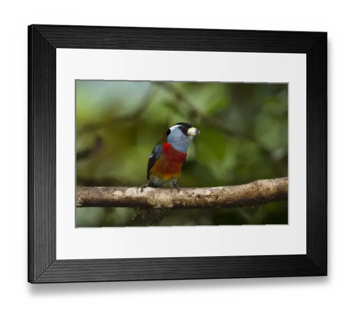 Framed Print : Toucan Barbet (Semnornis ramphastinus) Mindo Cloud Forest West slope of Andes Framed Print : Toucan Barbet (Semnornis ramphastinus) Mindo Cloud Forest West slope of Andes