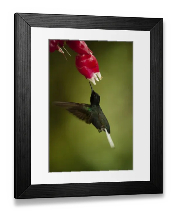 Framed Print : Velvet-purple Coronet (Boissonneaua jardini) Mindo Cloud Forest Framed Print : Velvet-purple Coronet (Boissonneaua jardini) Mindo Cloud Forest