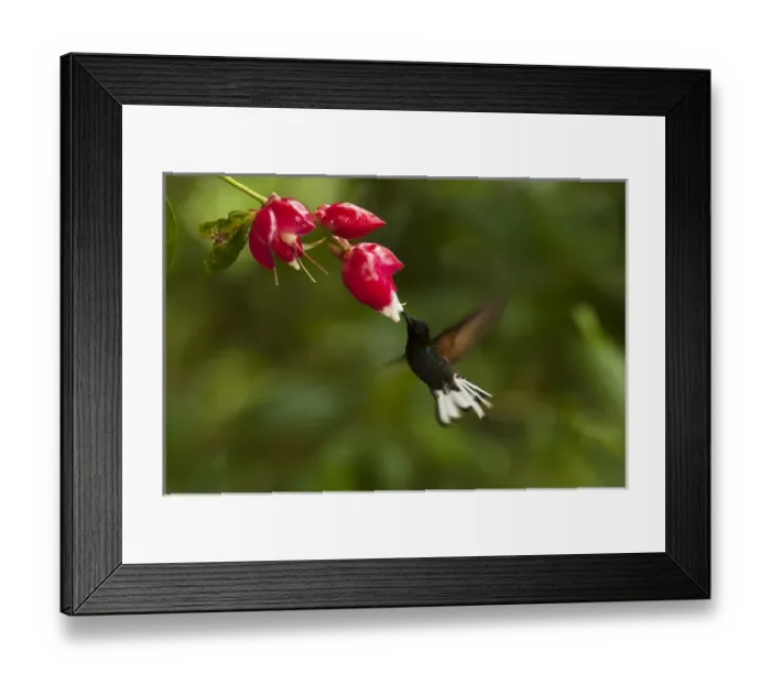 Framed Print : Velvet-purple Coronet (Boissonneaua jardini) Mindo Cloud Forest Framed Print : Velvet-purple Coronet (Boissonneaua jardini) Mindo Cloud Forest