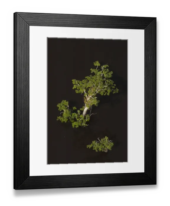 Framed Print : Trees growing in the lagoons of Cuyabeno Reserve. Cuyabeno contains large tracts Framed Print : Trees growing in the lagoons of Cuyabeno Reserve. Cuyabeno contains large tracts